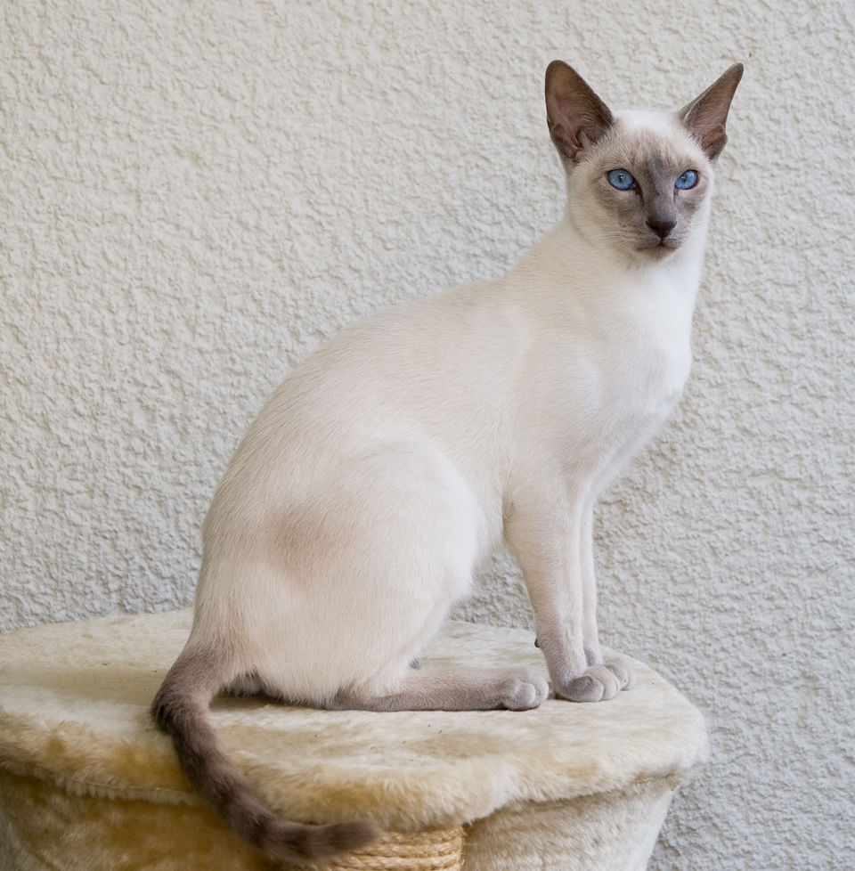 siamese cats colors