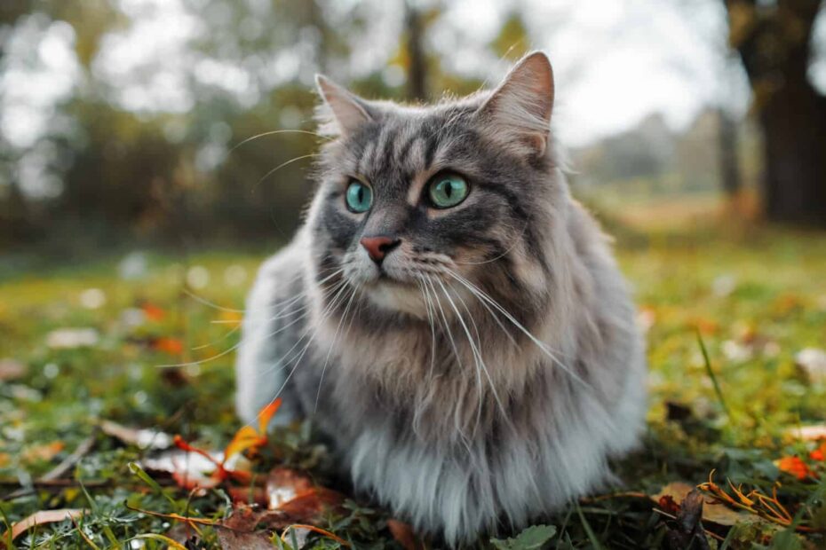 Siberian Cat Colors Rarest To Most Common A Z Animals