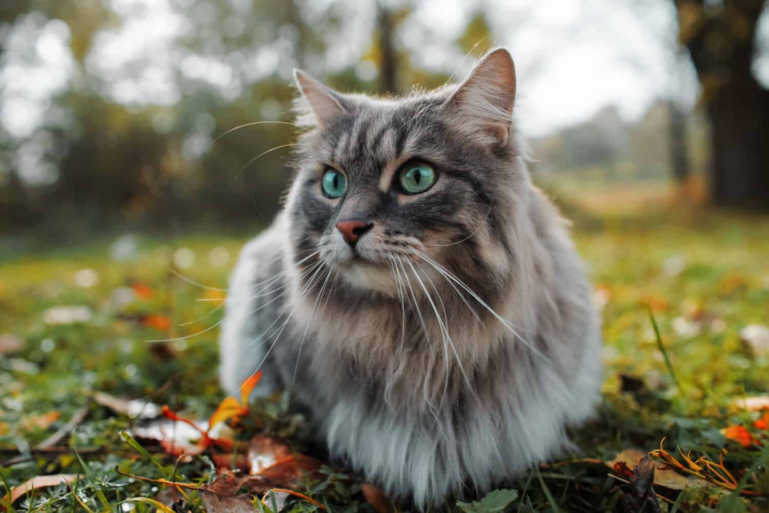 Siberian Cat Colors Rarest To Most Common A Z Animals