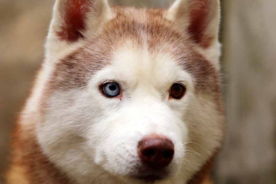 Siberian Husky Eye Colors Explained Myth Or A Fact