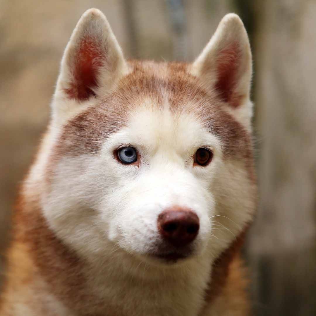 Siberian Husky Eye Colors Explained Myth Or A Fact 