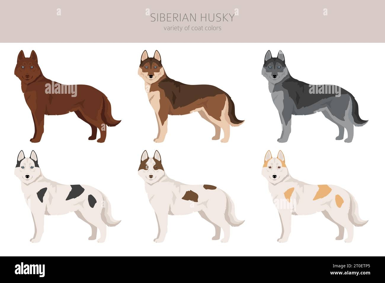 colors of husky dogs