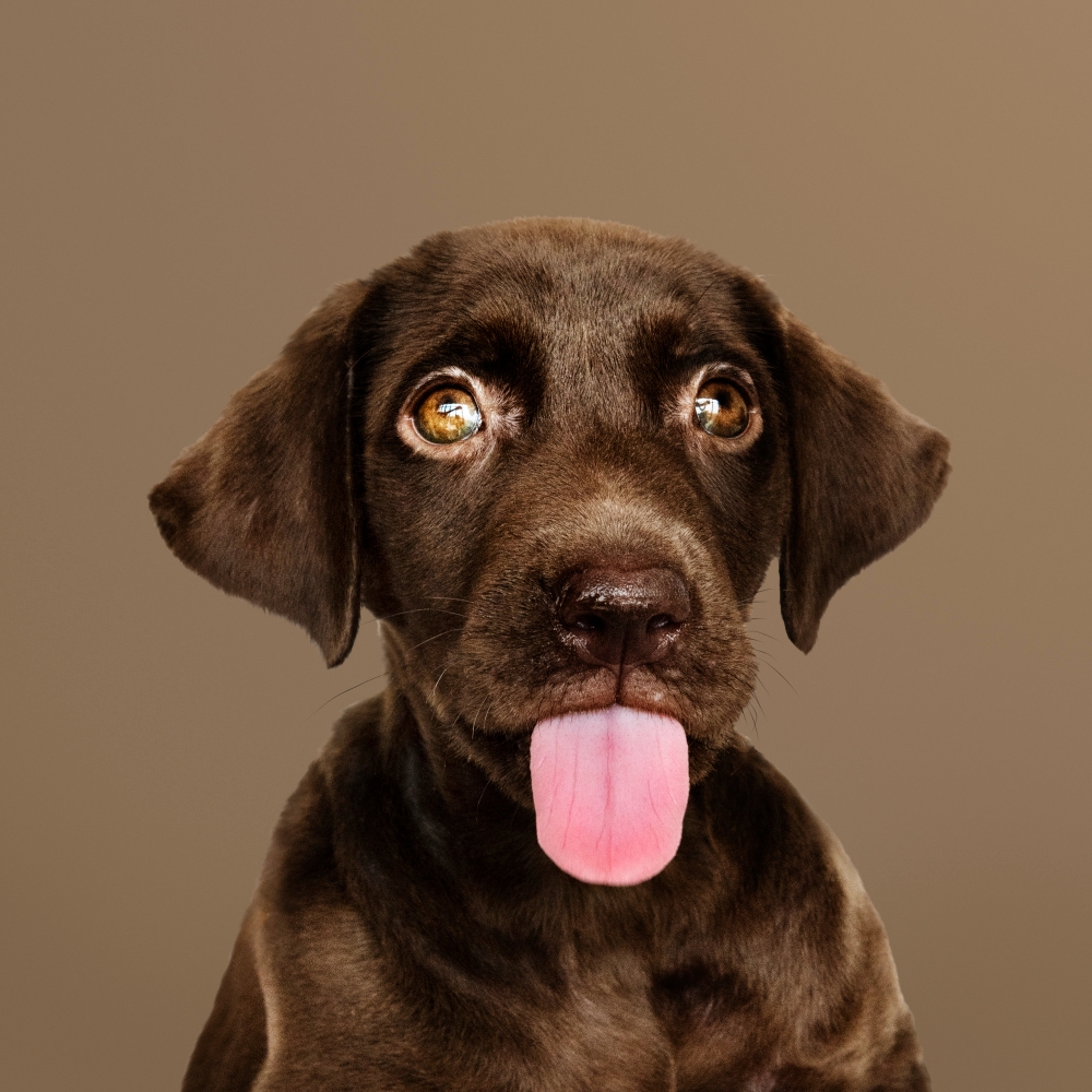 Signs And Colors Of An Unhealthy Dog Tongue Odie Pet Insurance