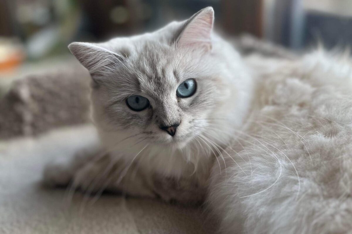Smoke U0026 Silver Cats Rarity Ragdolls