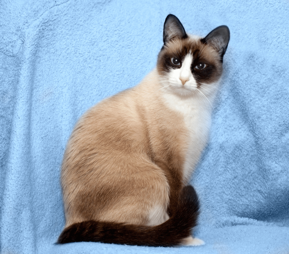 color point cats
