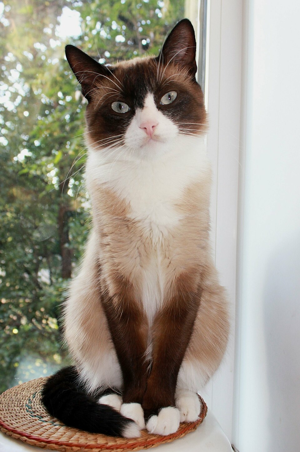 Snowshoe Cat Wikipedia