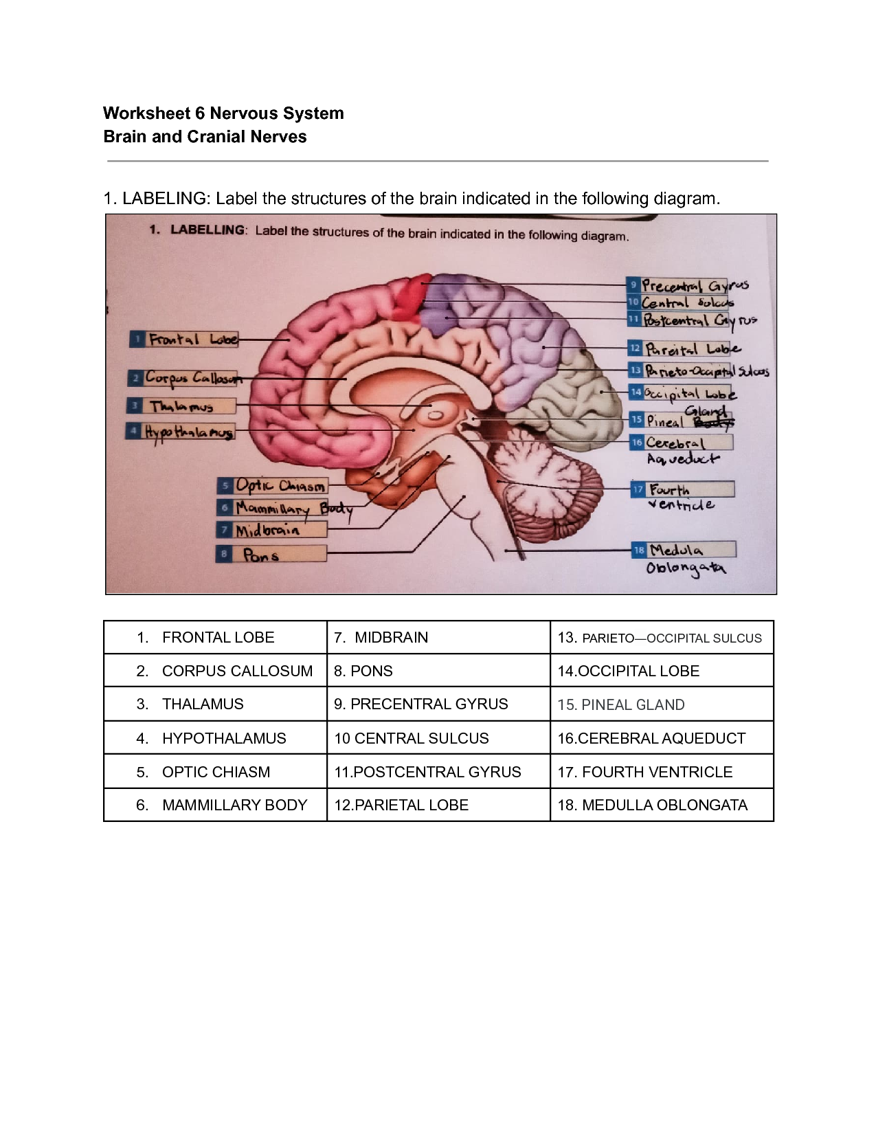 anatomy of the brain coloring worksheet answers
