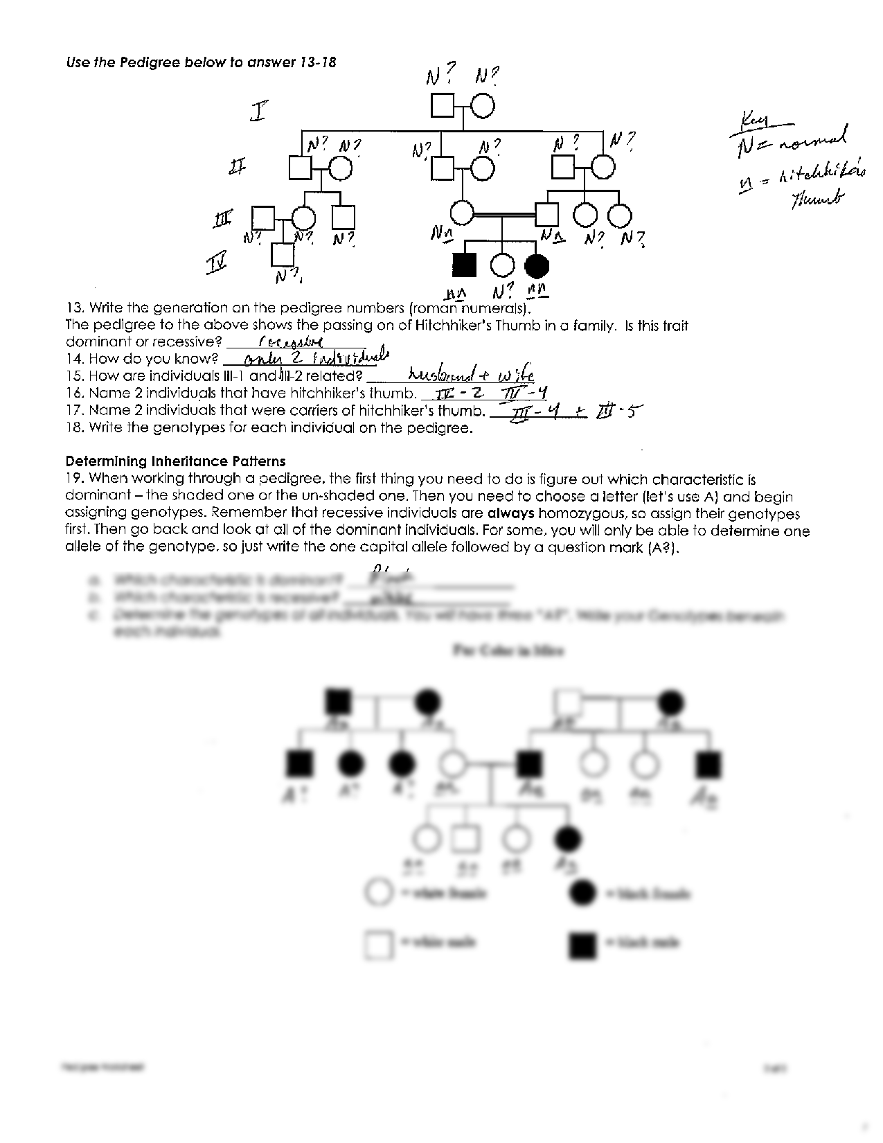 SOLUTION Pedigree Worksheet Lab Notebook Key Studypool Worksheets Library
