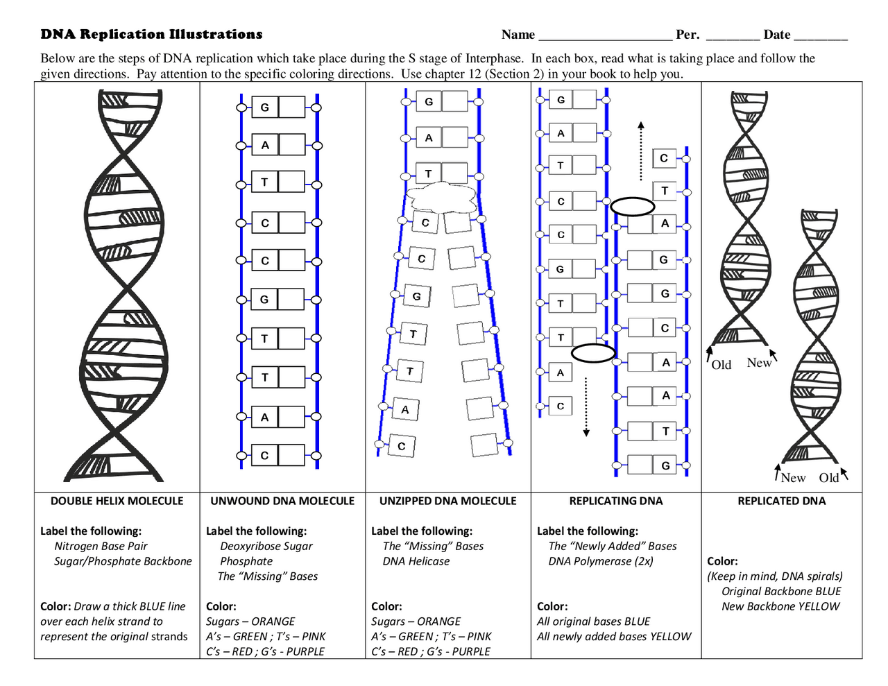 dna replication coloring worksheet answer key