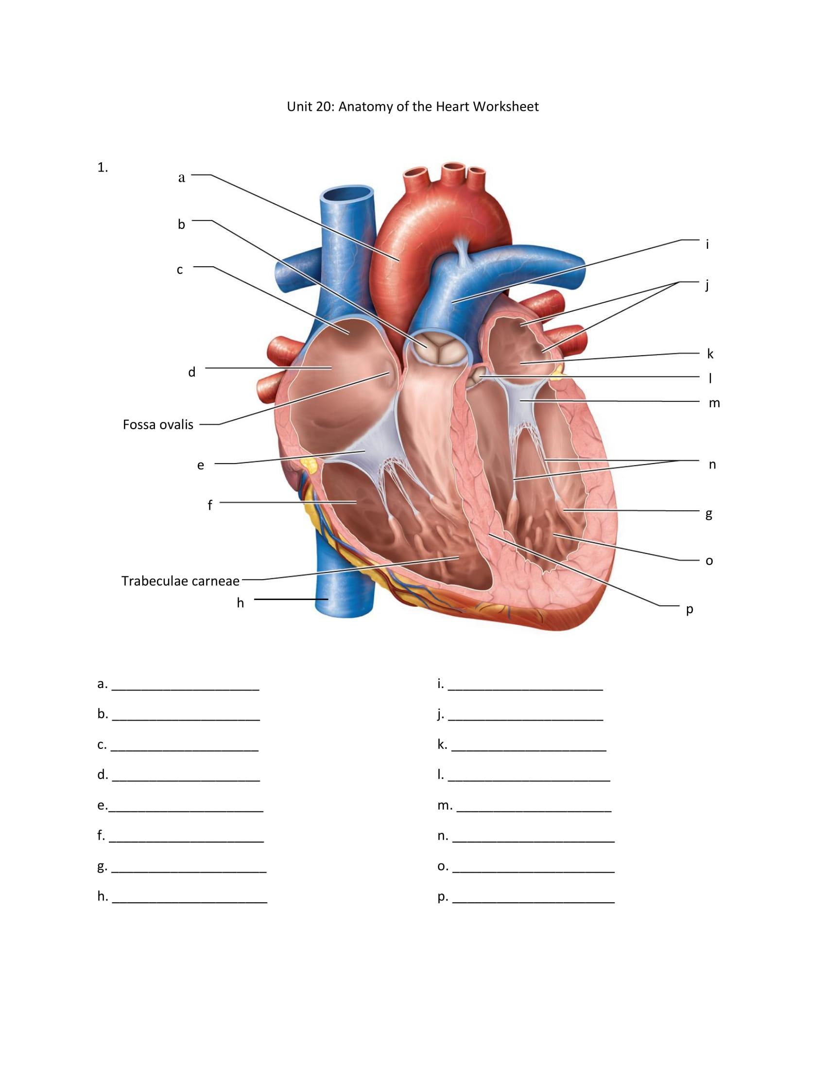 label the heart worksheet