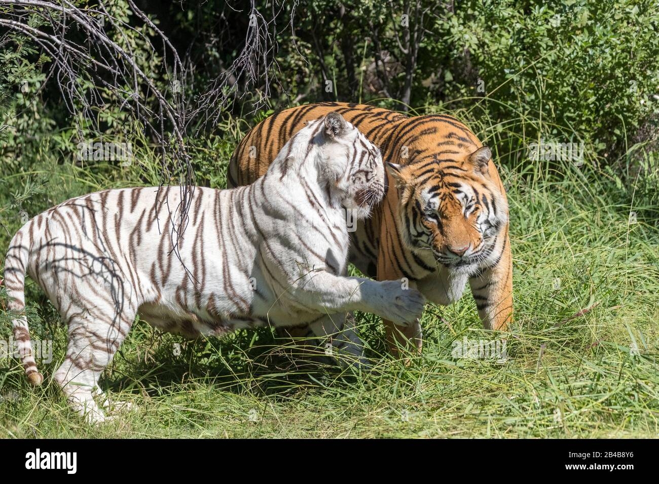 South Africa Private Reserve Asian Bengal Tiger Panthera Tigris Tigris White Tiger Adult Female White With An Adult Male Regular In Color Stock Photo Alamy