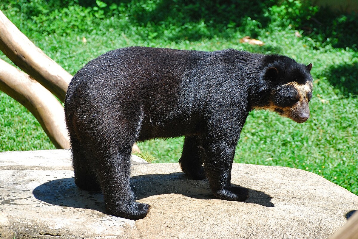 Spectacled Bear Wikipedia