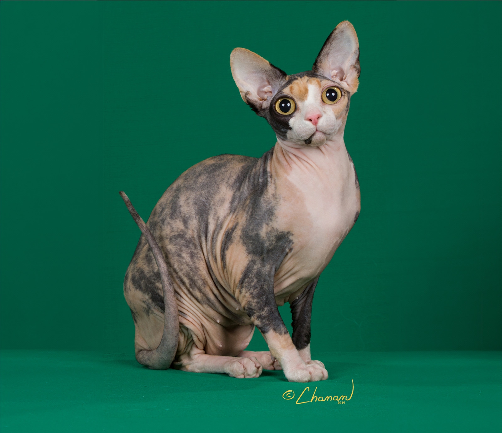 Sphynx The Cat Fanciers Association
