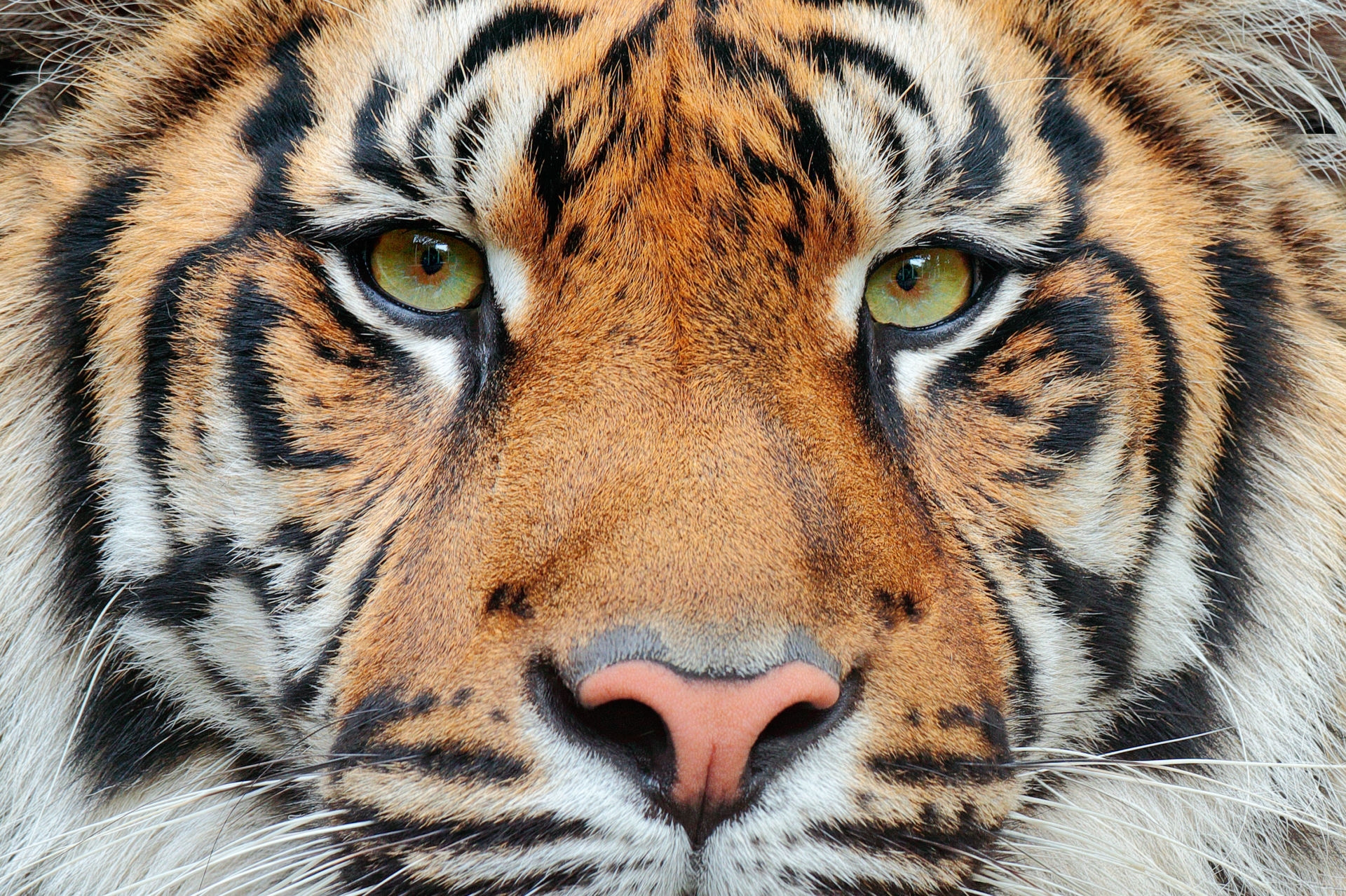 Sumatran Tiger Facts About Indonesia s Last Tiger