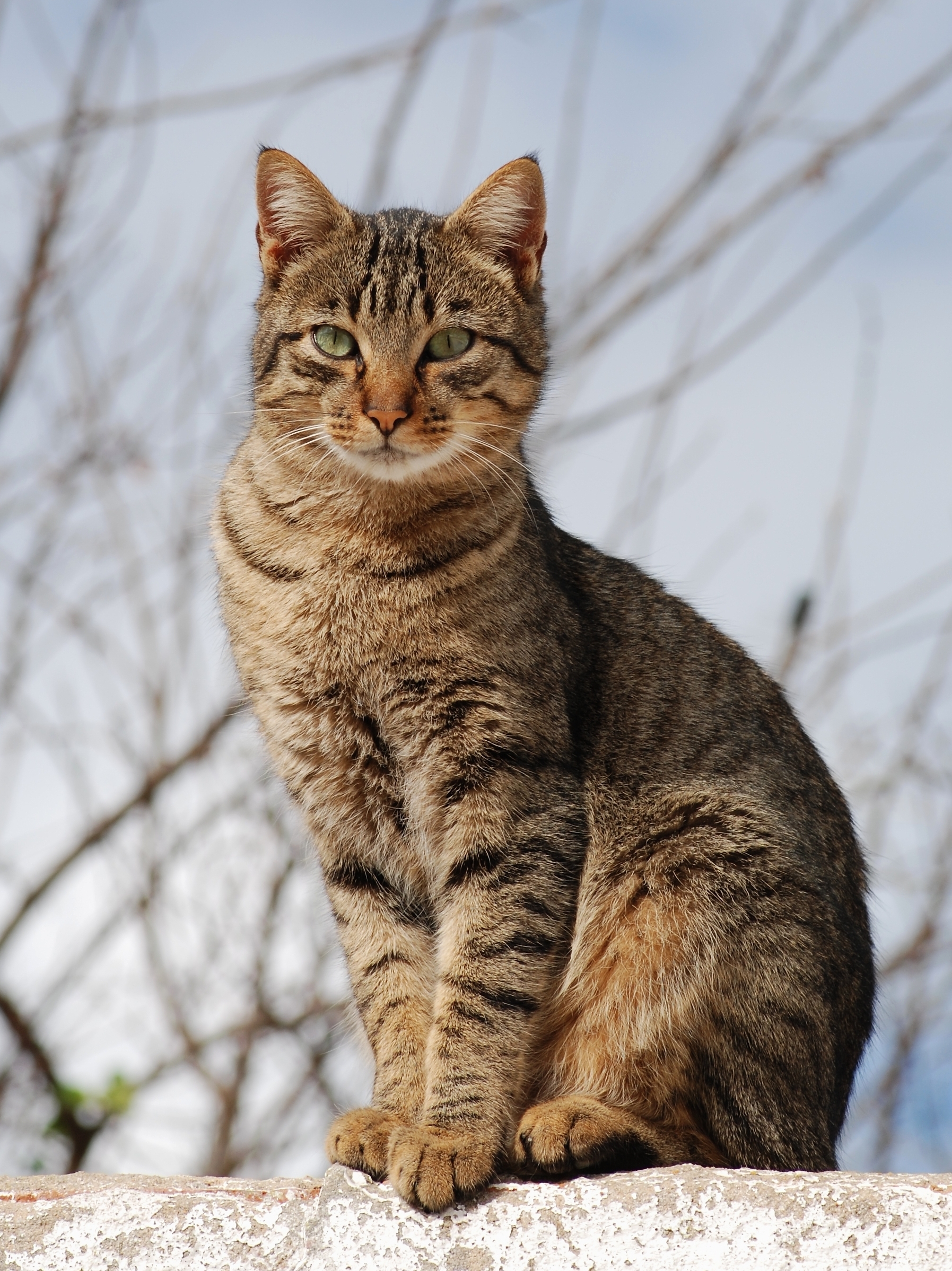 most popular cat color