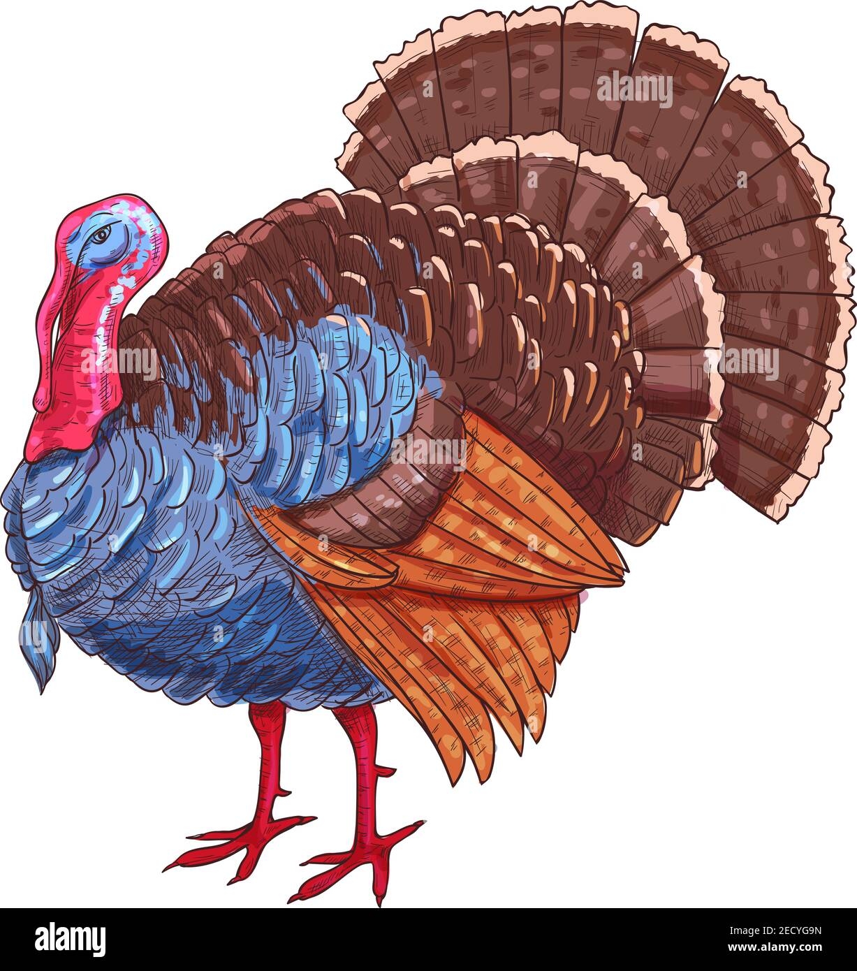 color turkey pictures