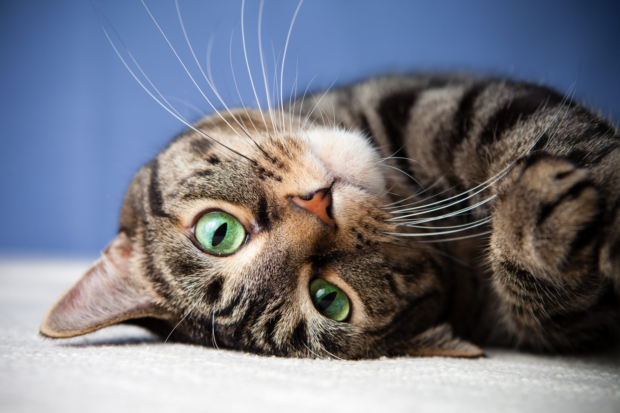 The 25 Most Popular Cat Breeds Have Been Ranked Did Your Cat Make The List TimminsToday
