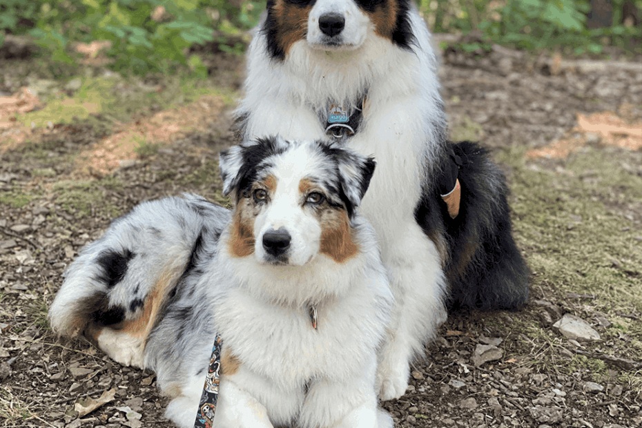 The Australian Shepherd United States Australian Shepherd Association