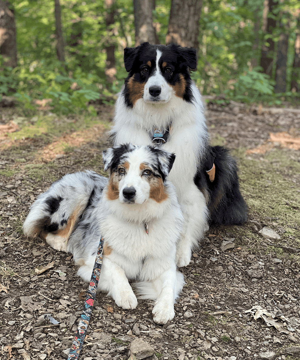 The Australian Shepherd United States Australian Shepherd Association