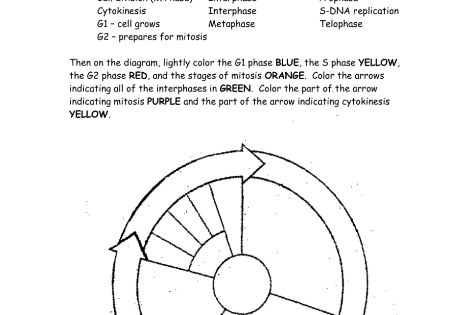 The Cell Cycle Coloring Worksheet Bio 104 Foundations In Biology II Matthew Hamilton Georgetown University Download Printable PDF Templateroller