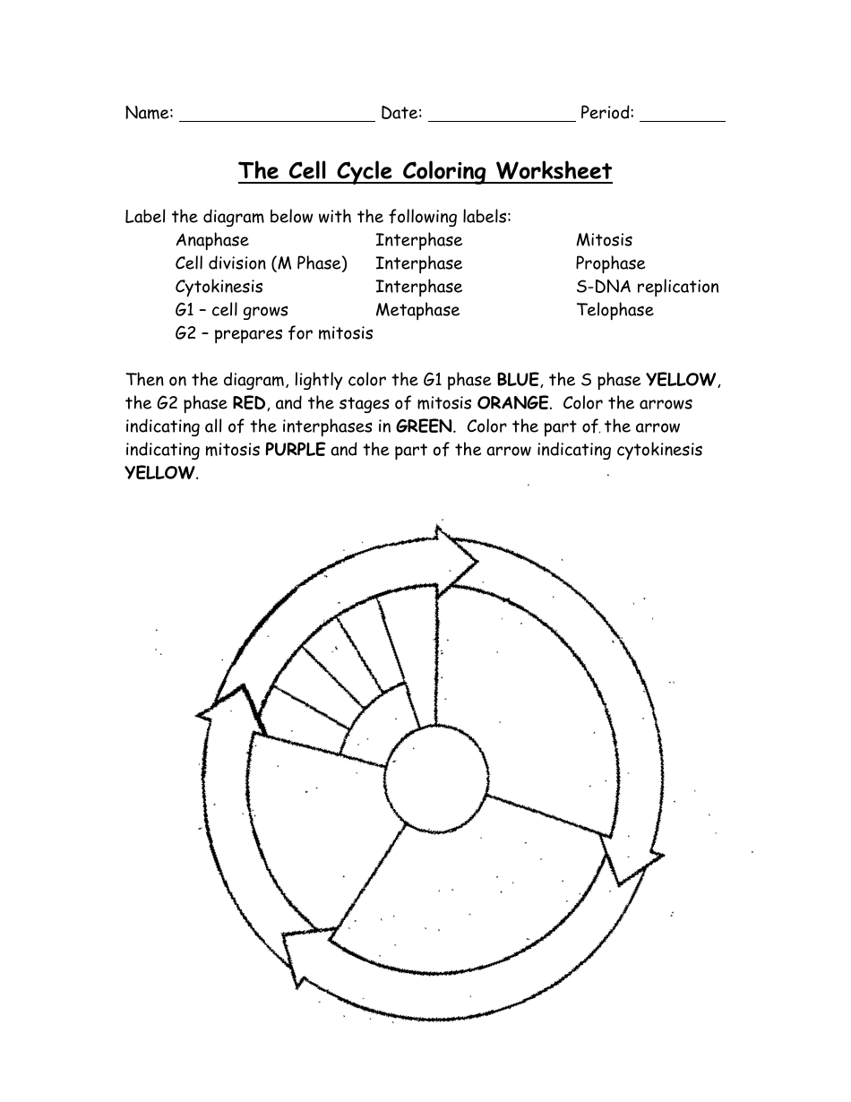 The Cell Cycle Coloring Worksheet Bio 104 Foundations In Biology II Matthew Hamilton Georgetown University Download Printable PDF Templateroller