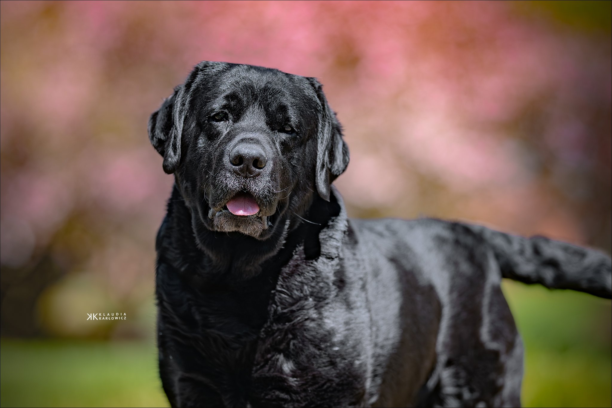 The Color Genetics Of Labradors Labrador Puppies U0026 Stud Dogs Gallivant Labradors Pennsylvania U0026 New Jersey A Top Labrador Breeder USA