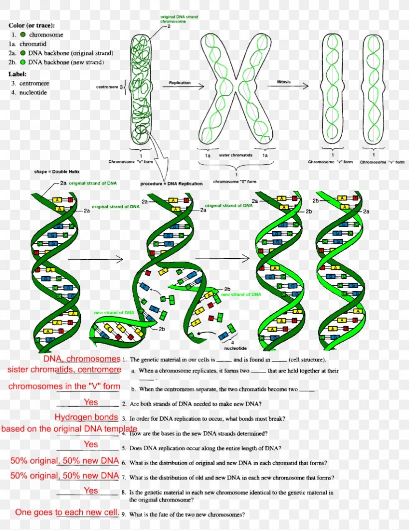 dna the double helix coloring worksheet