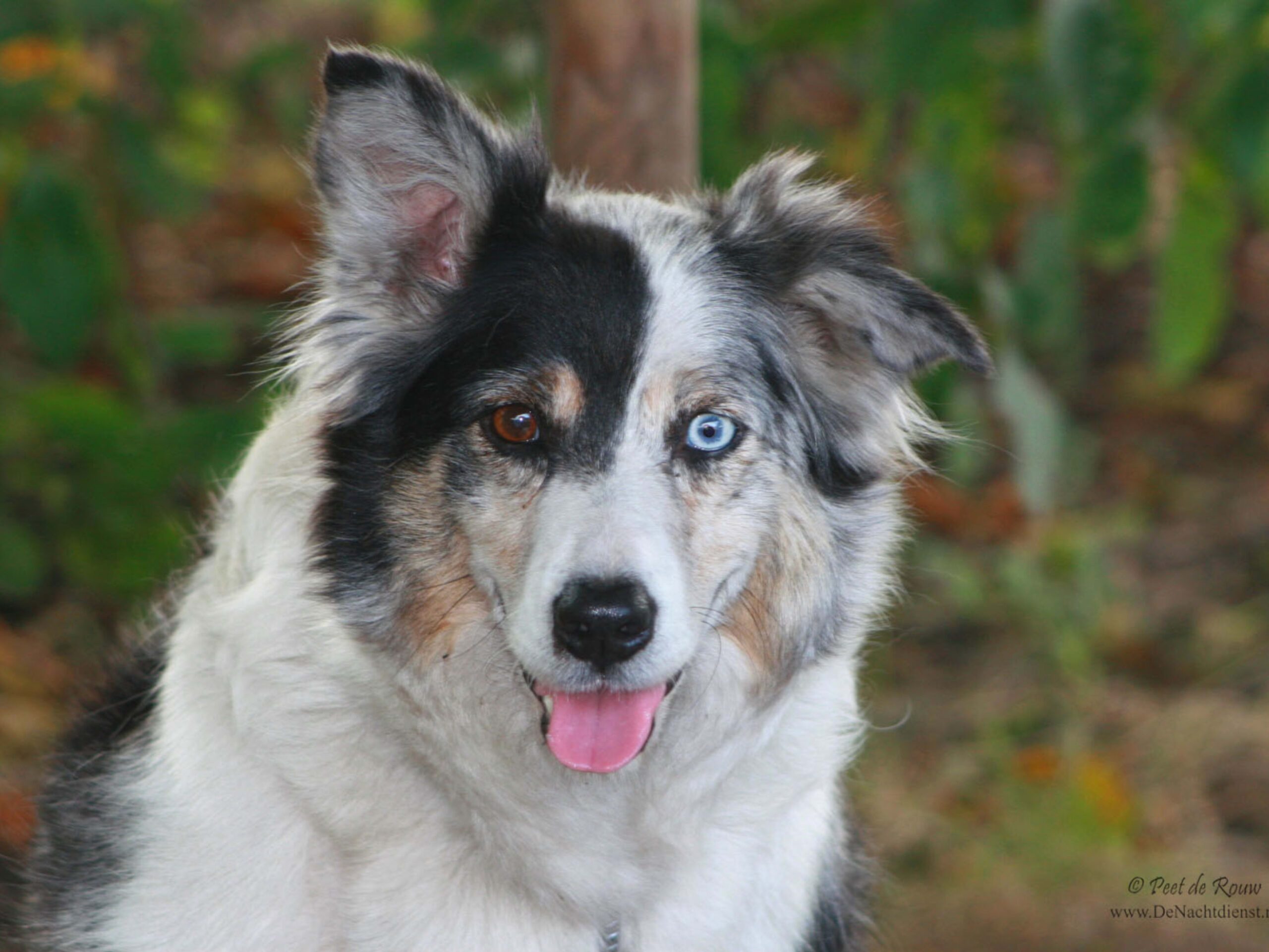 The Double Merle Dog Dangers Of Merle to Merle Breeding PetHelpful