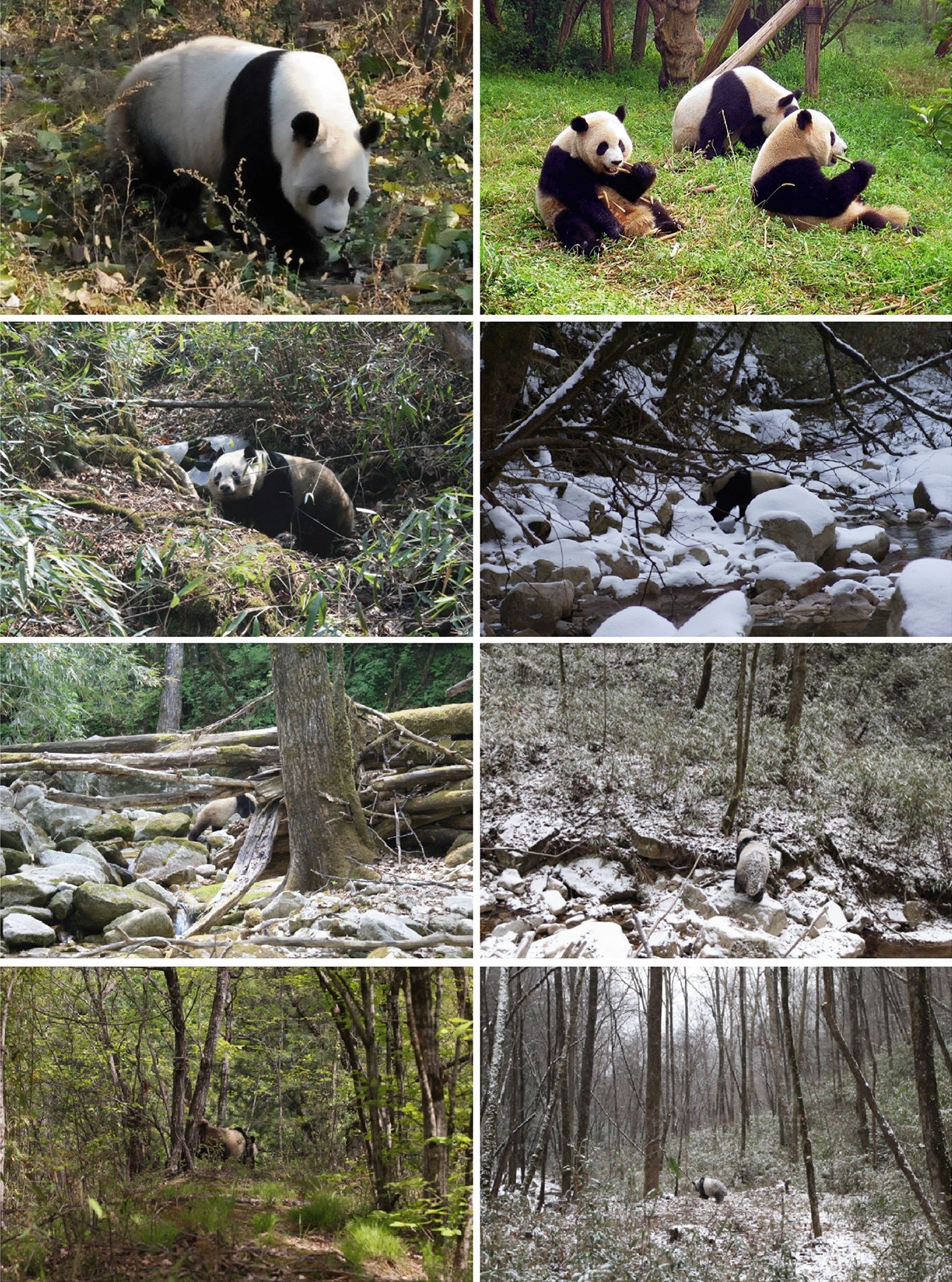 The Giant Panda Is Cryptic Scientific Reports