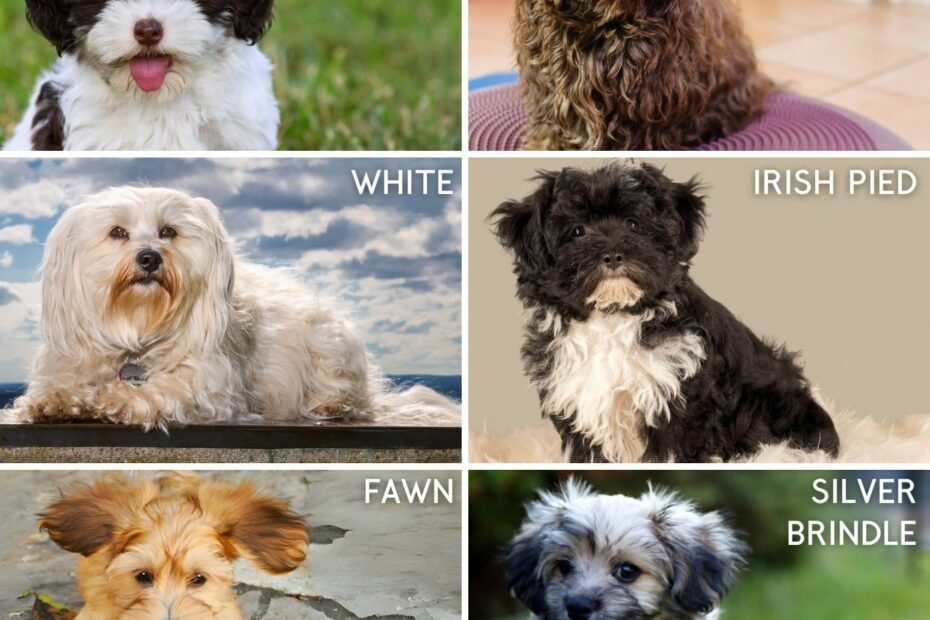 The Havanese A Guide To This Lively And Loving Breed PetHelpful