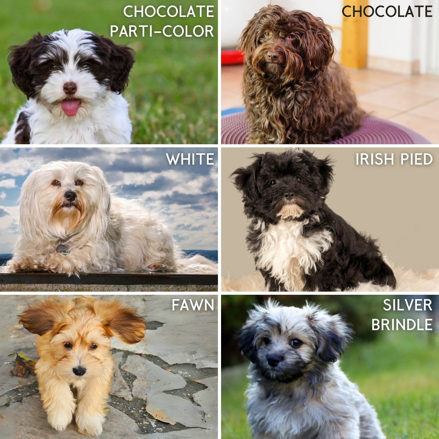 The Havanese A Guide To This Lively And Loving Breed PetHelpful