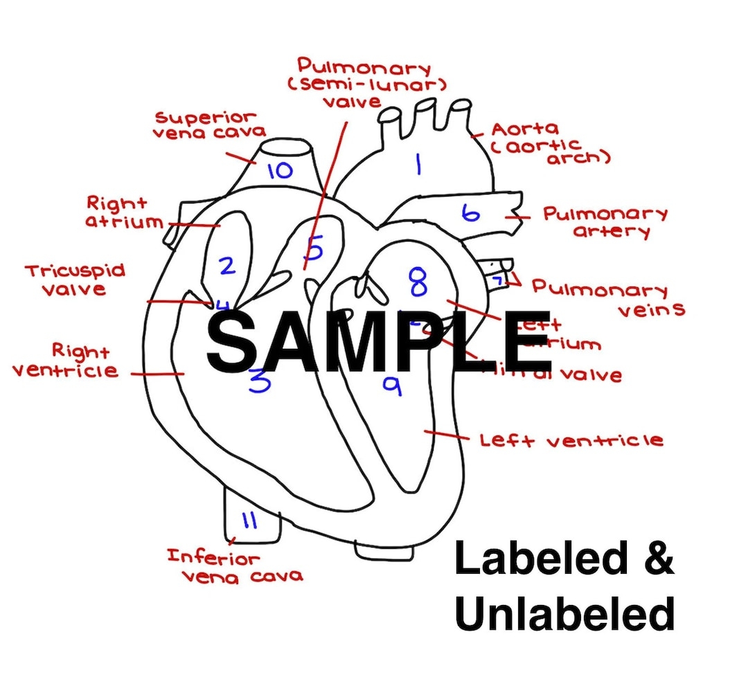 heart labeling worksheet