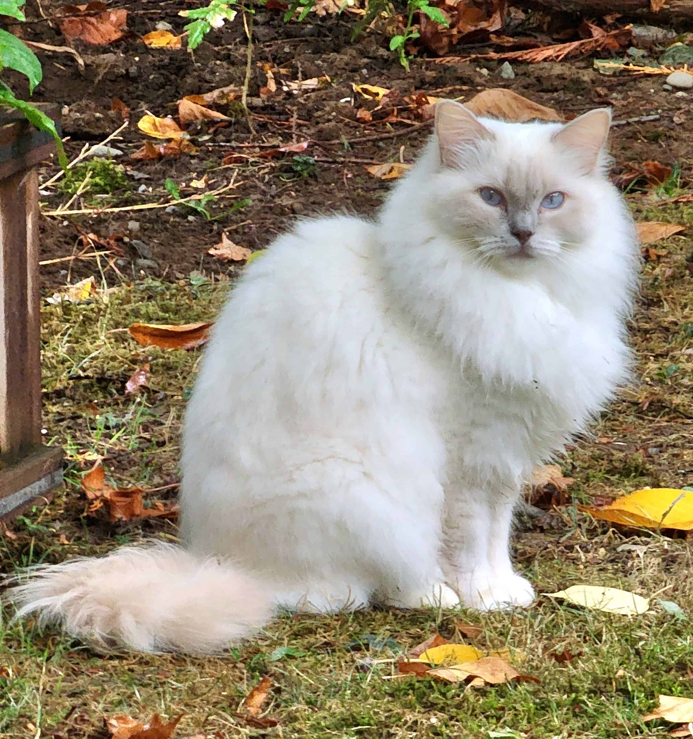 The Lilac Ragdoll Cats U0026 Kittens Mitted Colorpoint Bicolor U0026 Lynx