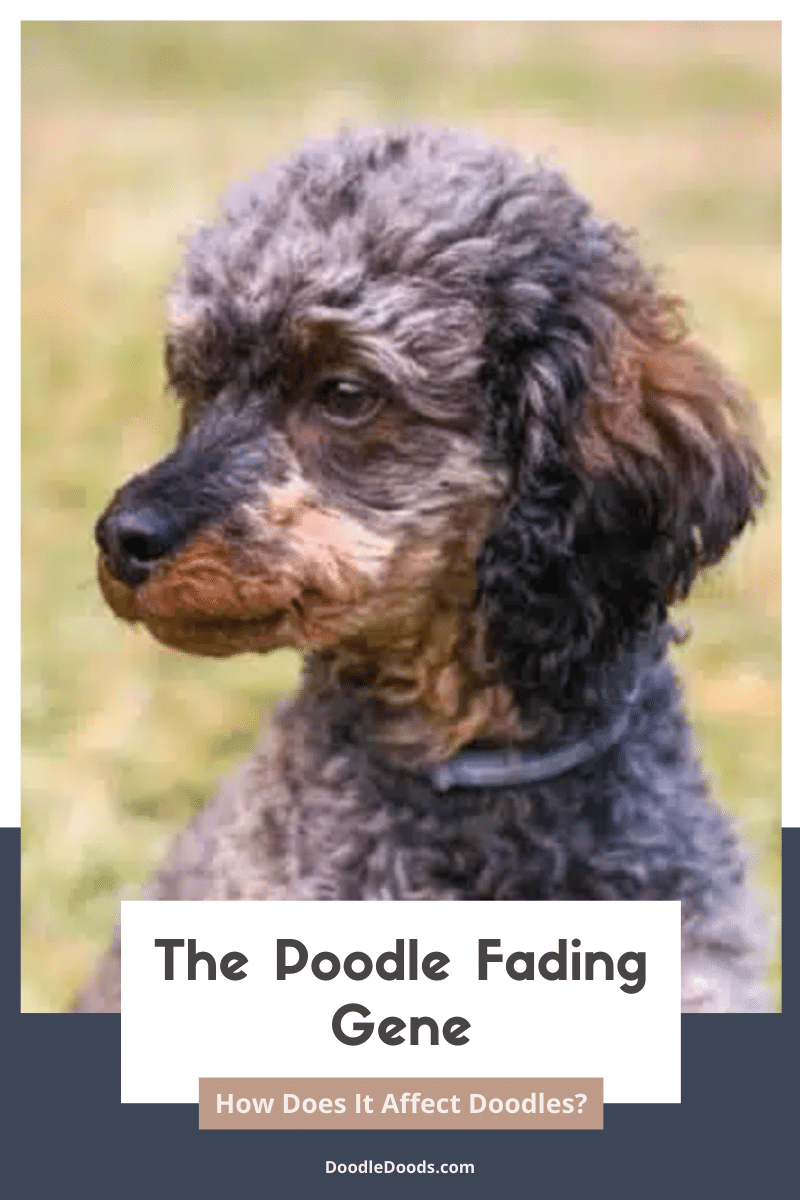 The Poodle Fading Gene How Does It Affect Doodles 