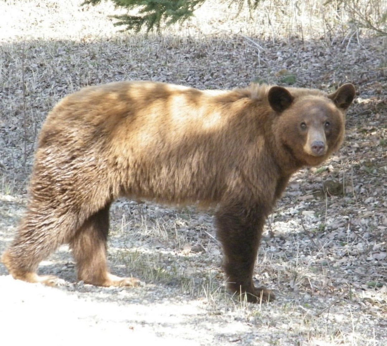 The Question Of The Colour Phase Black Bear Hunt Fish Manitoba