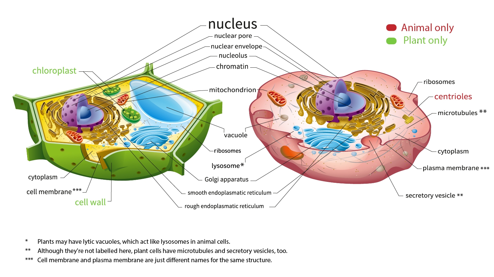 The Real Difference Between Plant And Animal Cells HowStuffWorks