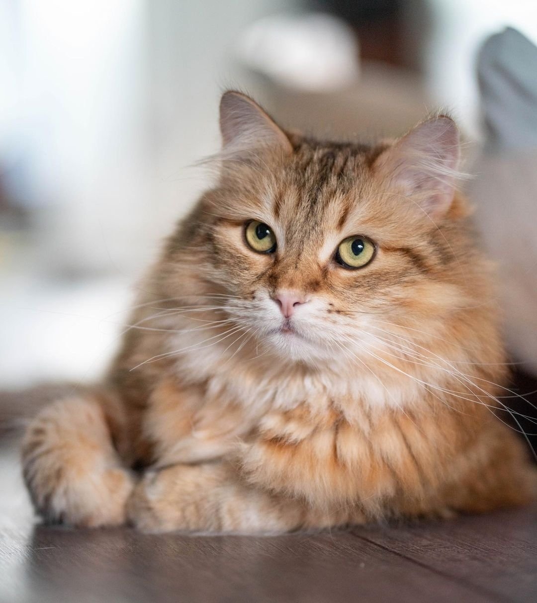 siberian cat colors