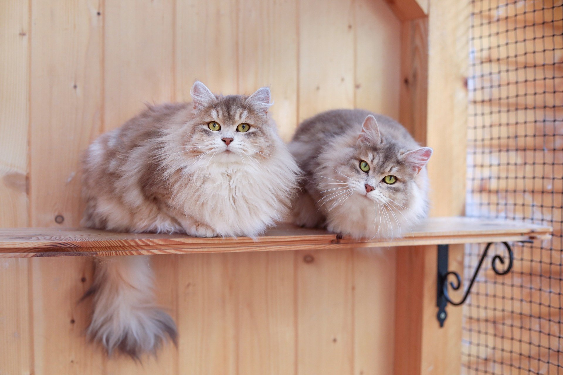 The Sunshine Color A New Color In The Siberian Cats The Little Carnivore
