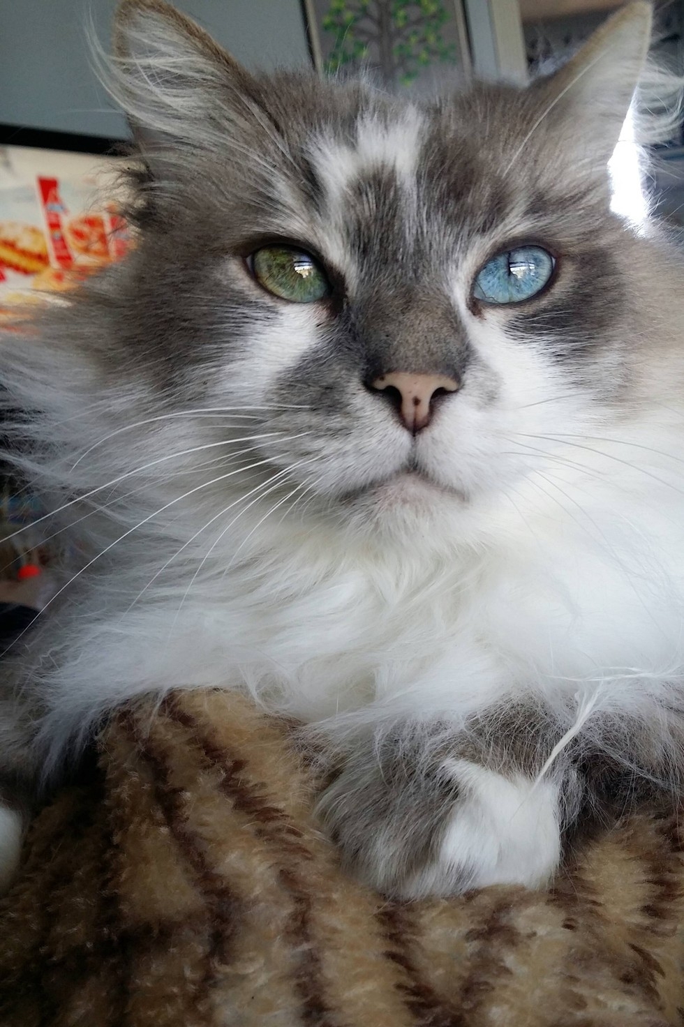 cats eye color changed