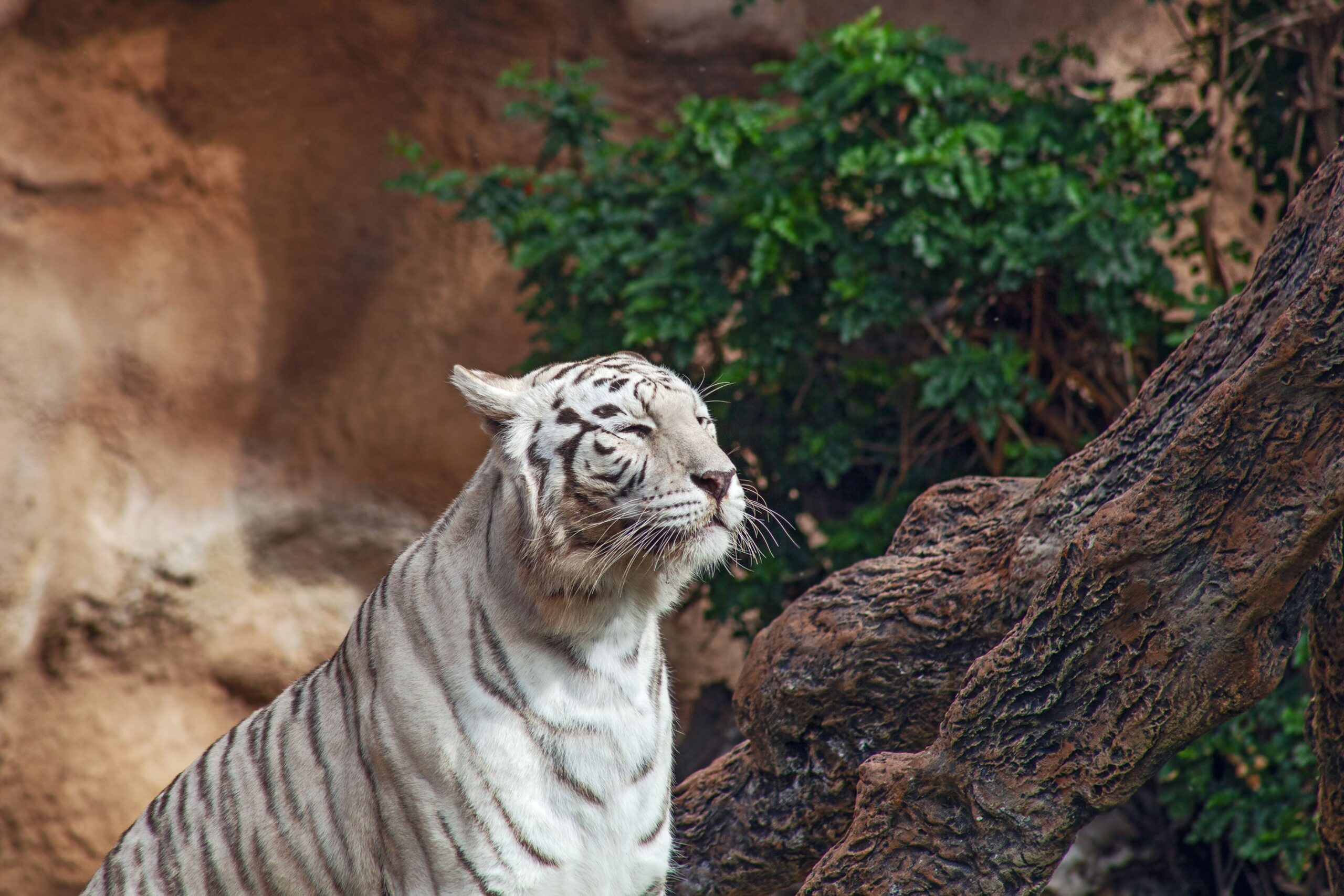 rare tiger colors
