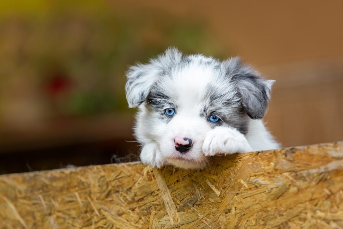 Top 9 Blue Dog Breeds Blue Coat Dogs In 2024 with Pictures 