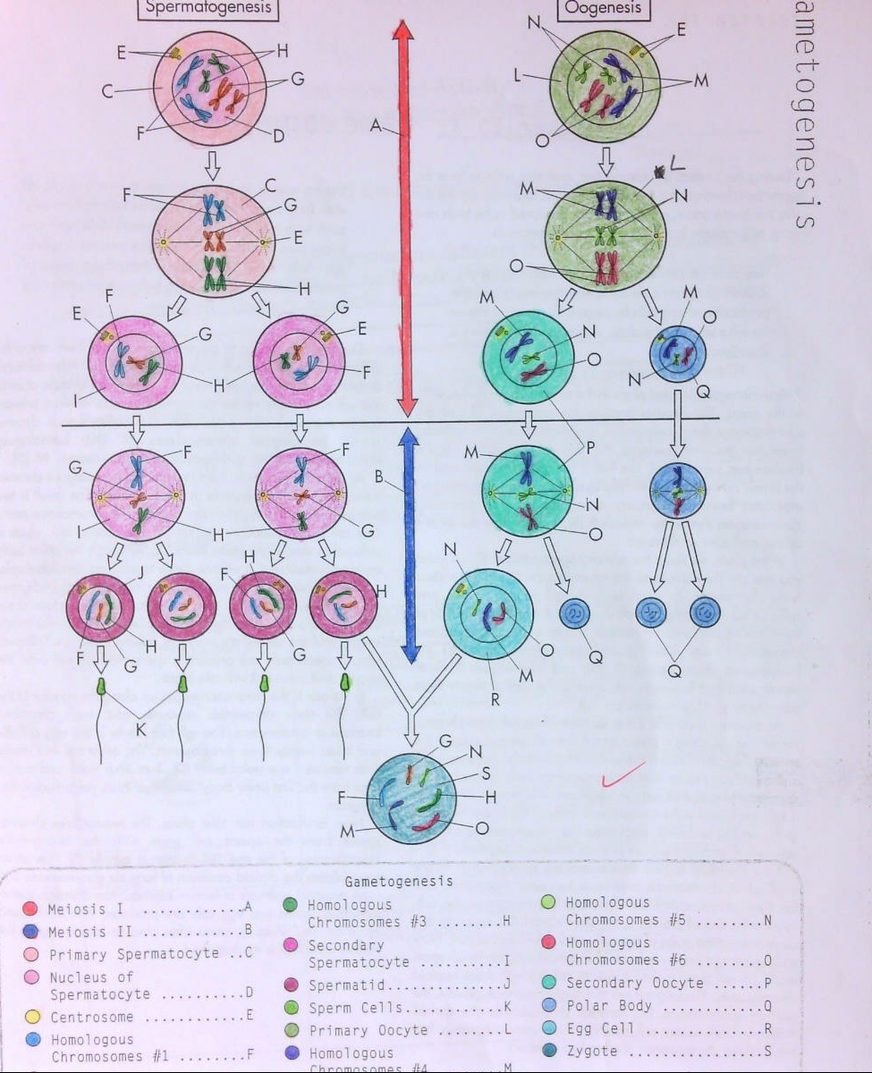 Topic Meiosis And Genetic Variation ShowMe Online Learning 