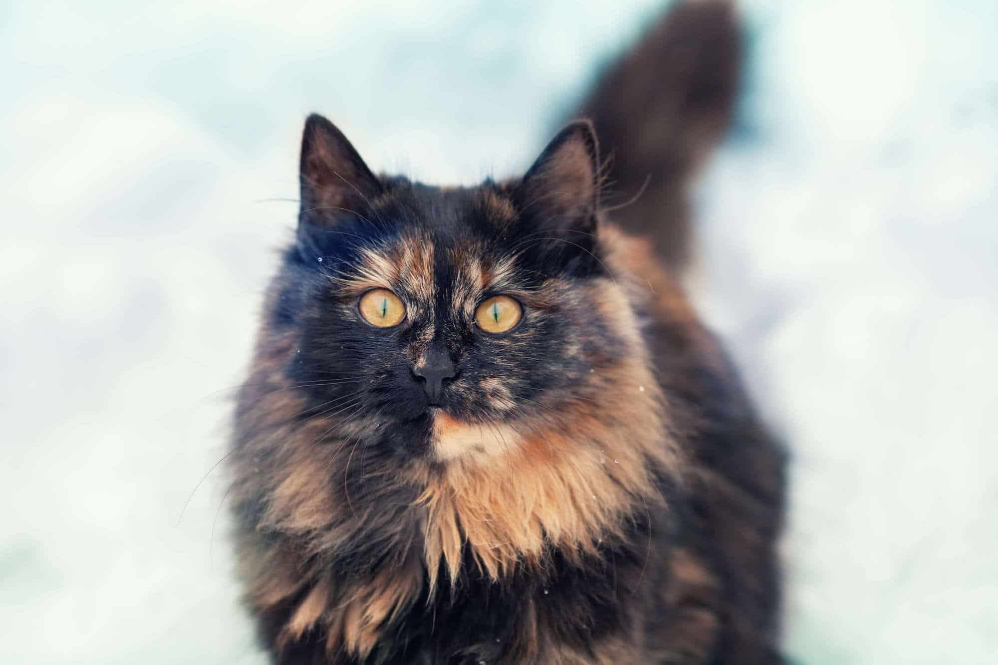 multi colored cats