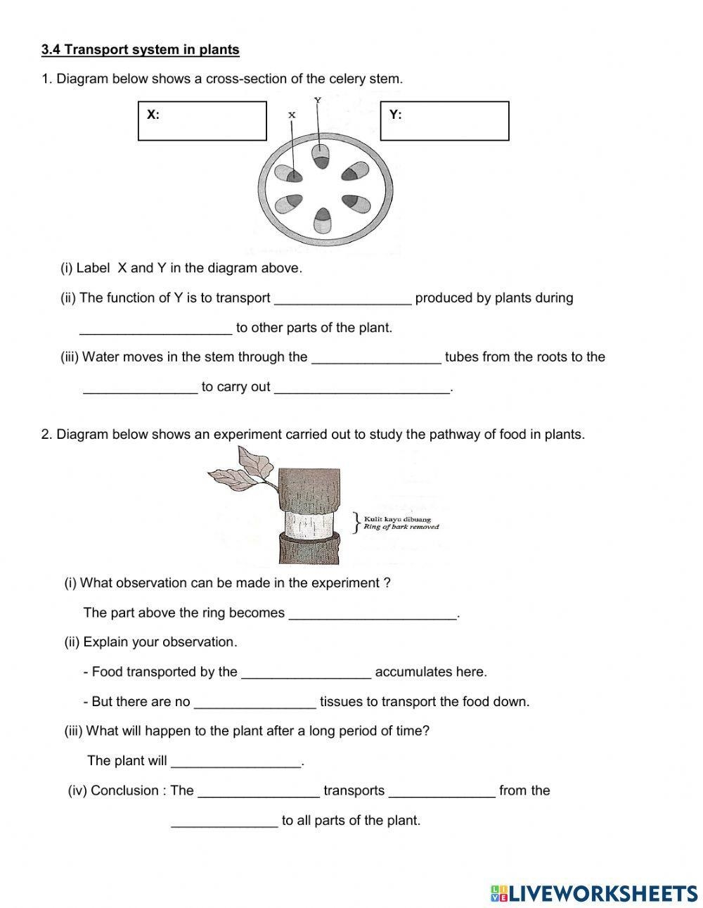 Transport System In Plants Worksheet Live Worksheets Worksheets Library