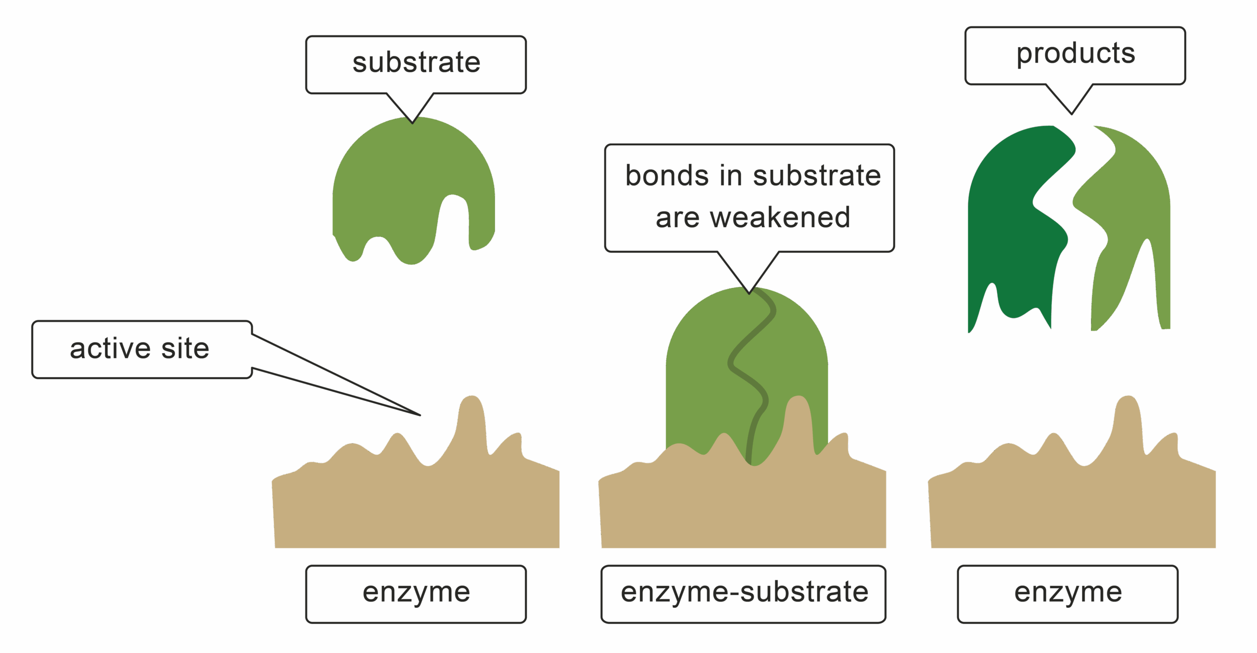 enzyme worksheet