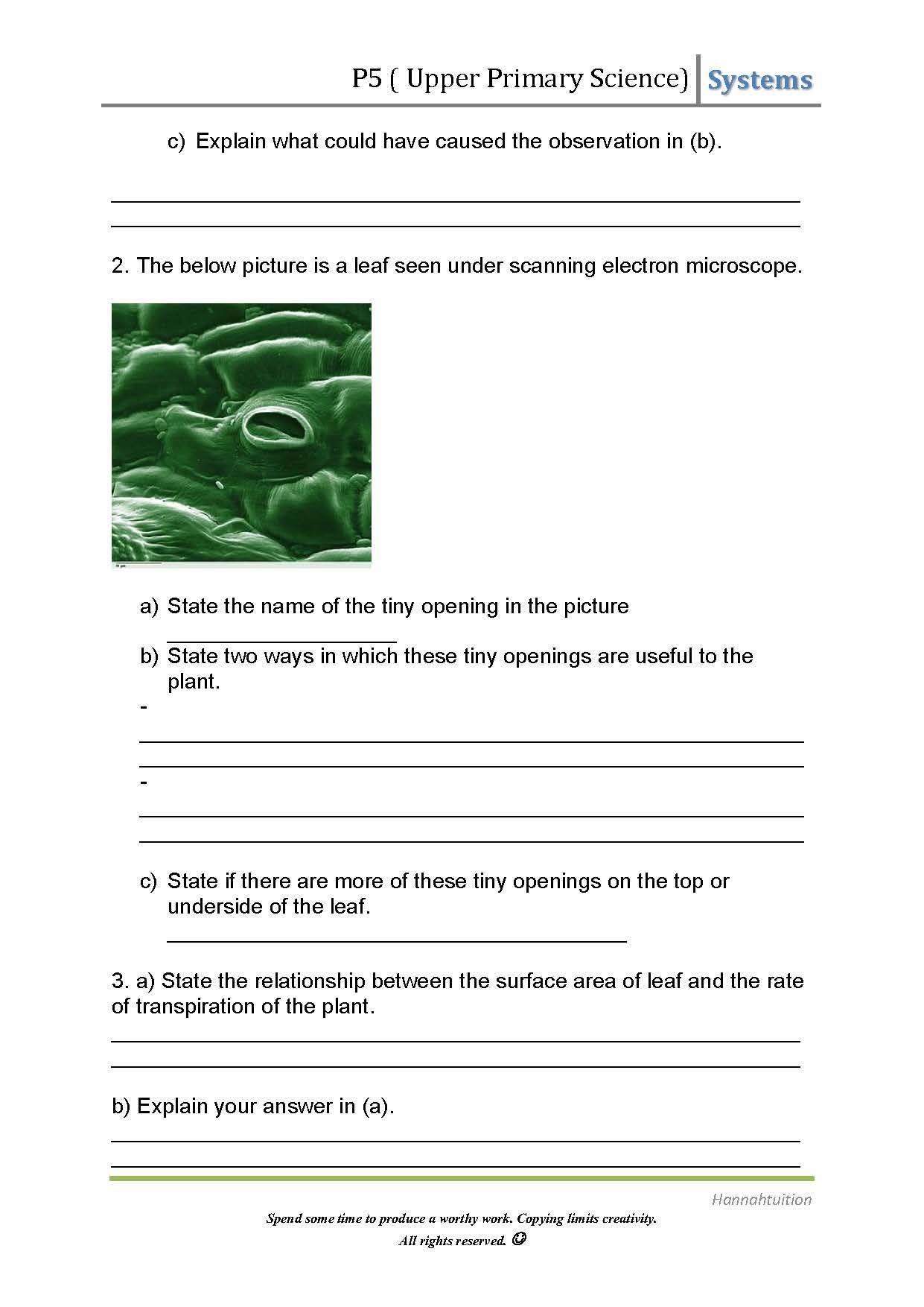 plant systems worksheet pdf