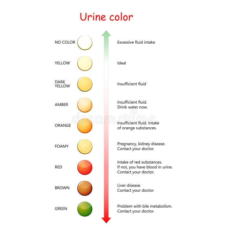 Urine Color Chart For Assessing Hydration And Dehydration Stock Vector Illustration Of Chart Anatomy 163618544