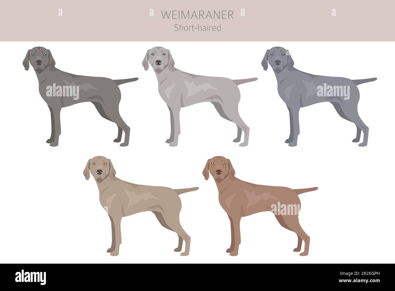 Weimaraner Shorthaired Dog Clipart All Coat Colors Set All Dog 