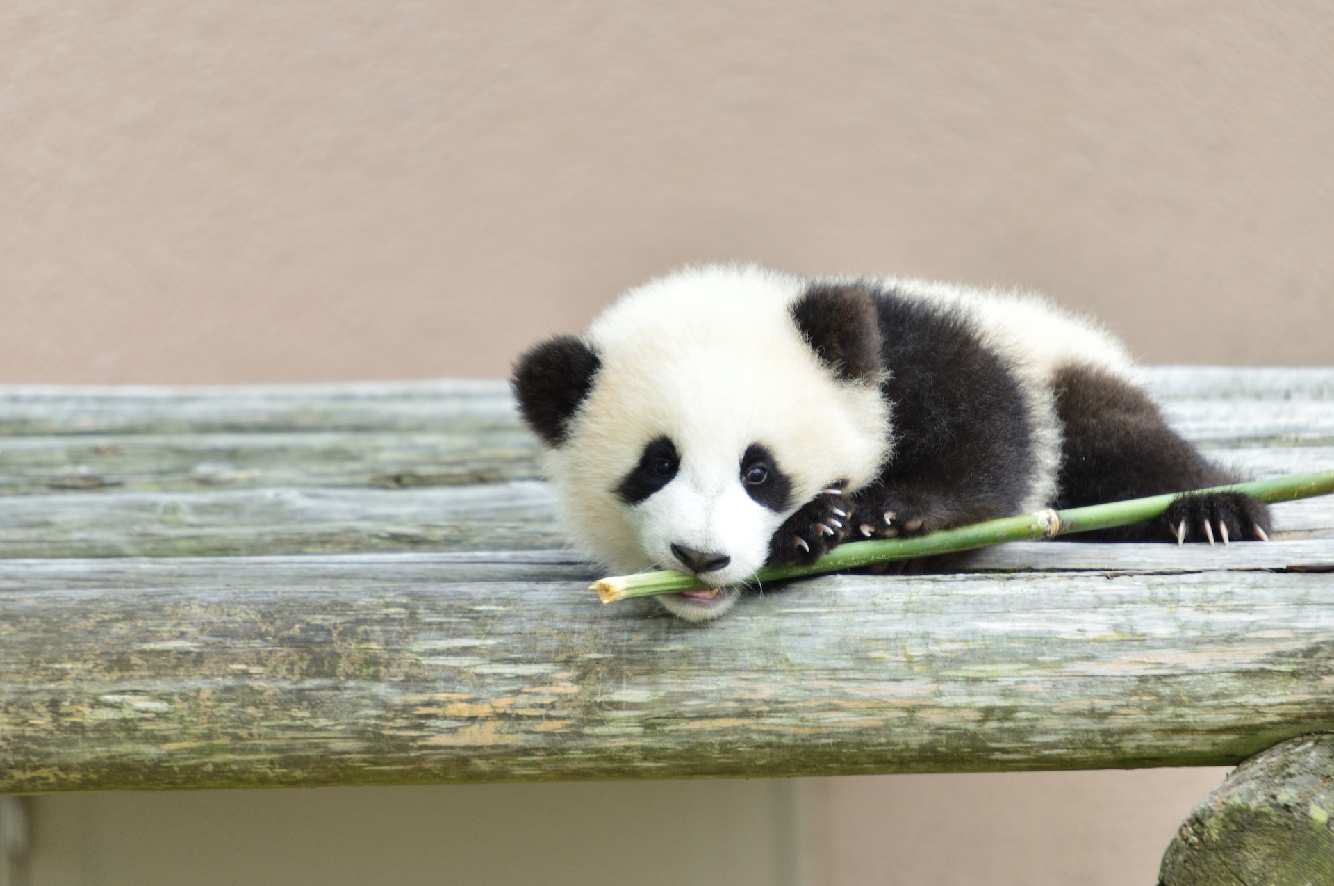 Weird Panda Behavior Explained Giant Pandas In China