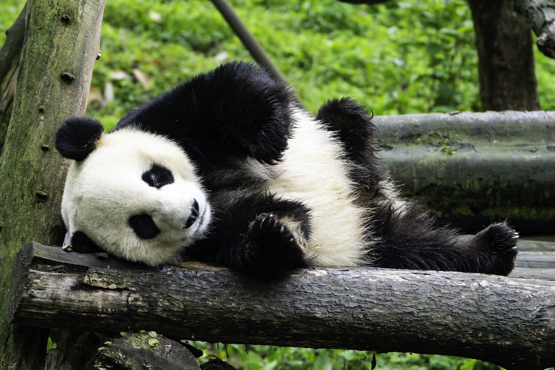 panda eye color blind